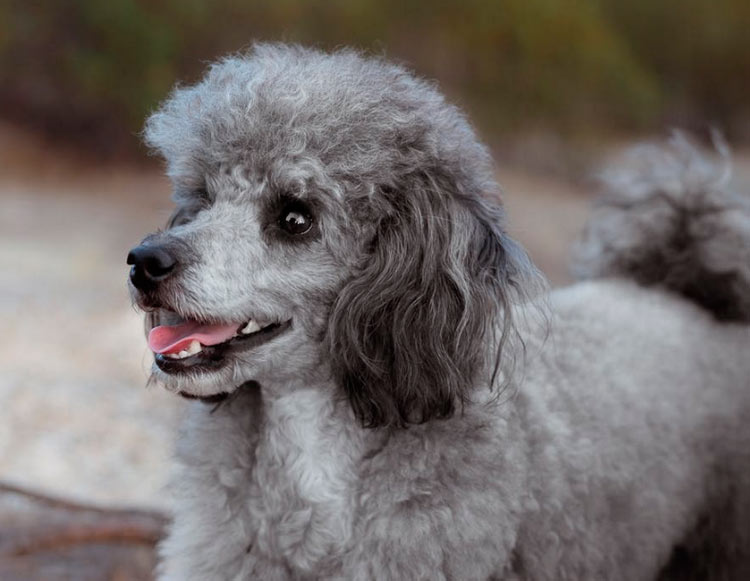 personnage de caniche