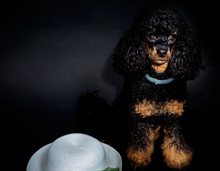 photo de caniche fantôme