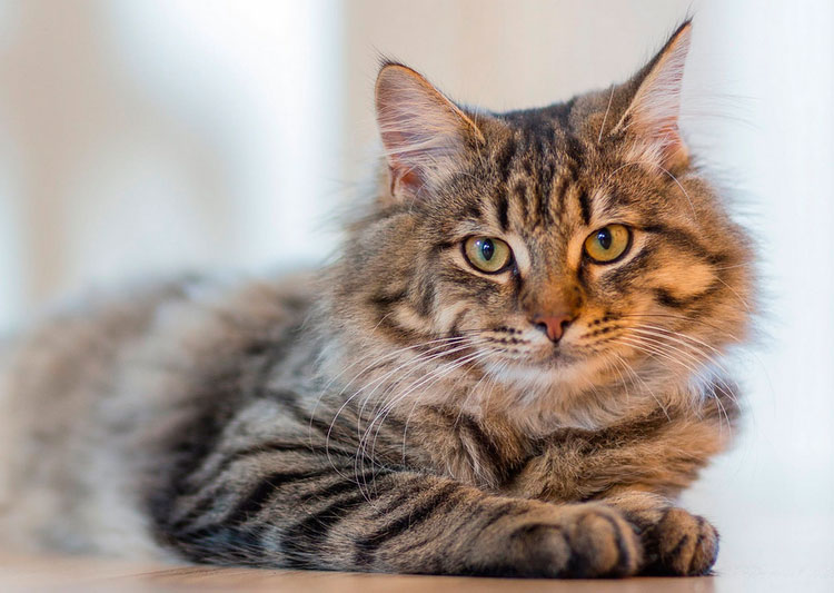 Race de chat Ragamuffin