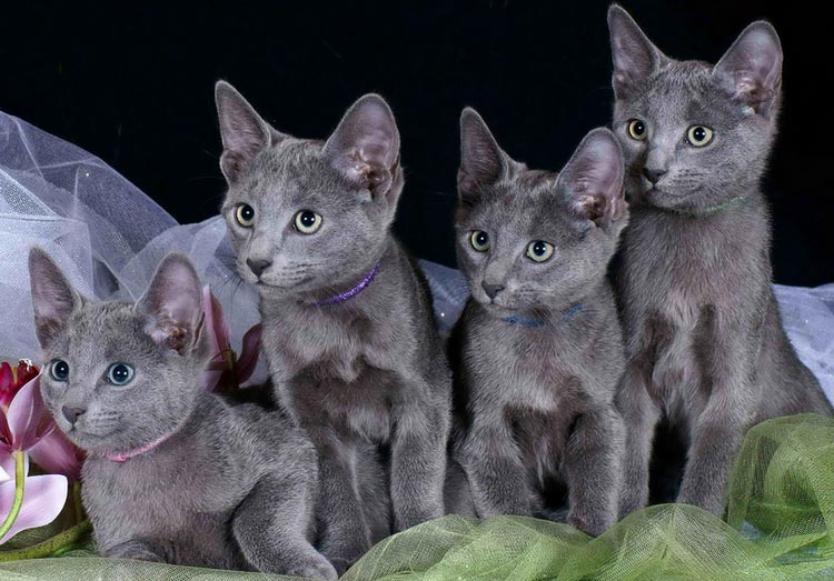 Chatons bleu russe