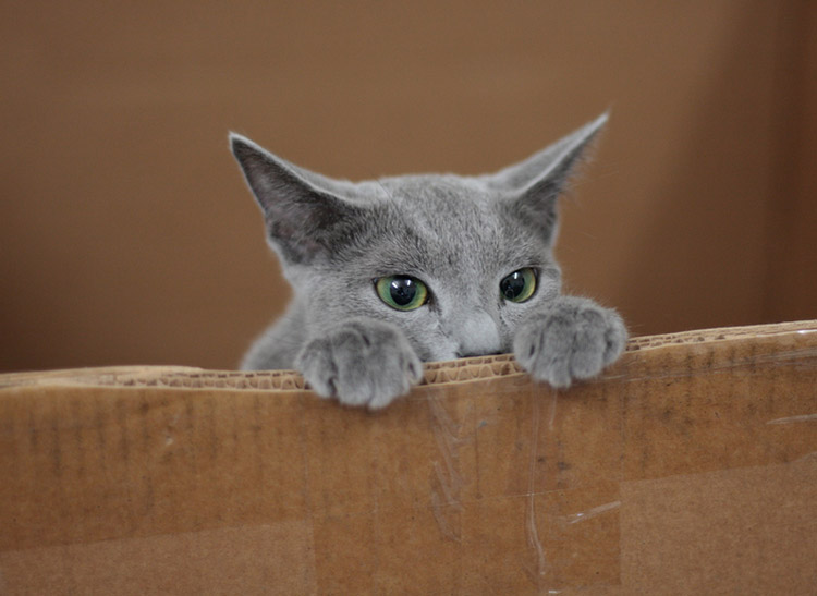 races de chats russes