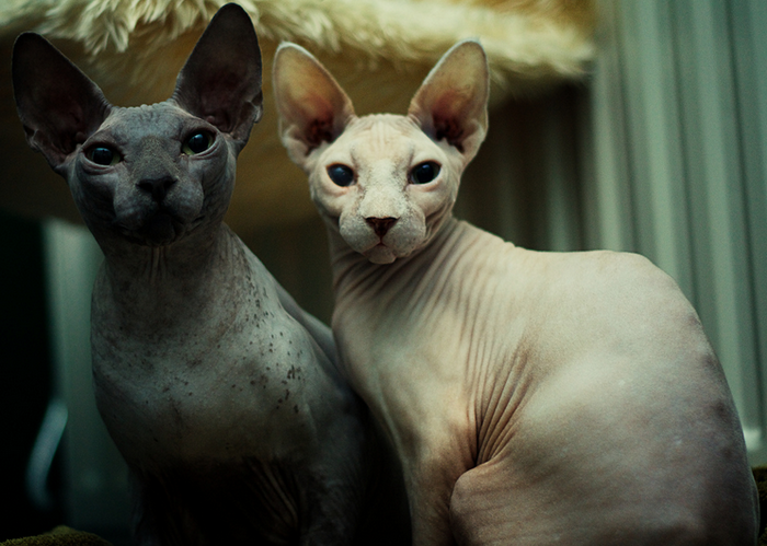 Le sphynx de Donskoy sur la photo