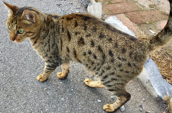 Vue aérienne du California Spangled Cat