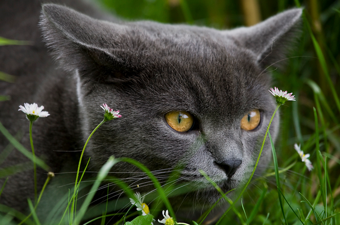 Chat britannique à poil court dans l'herbe