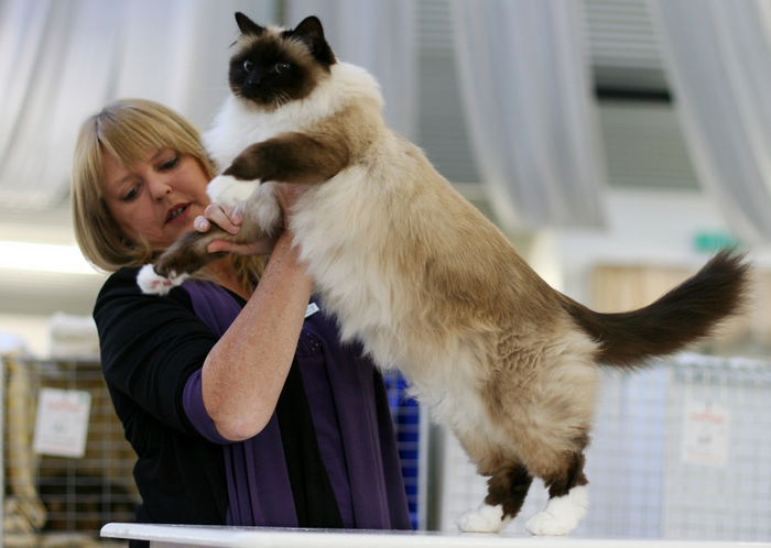 Chat birman lors d'une exposition