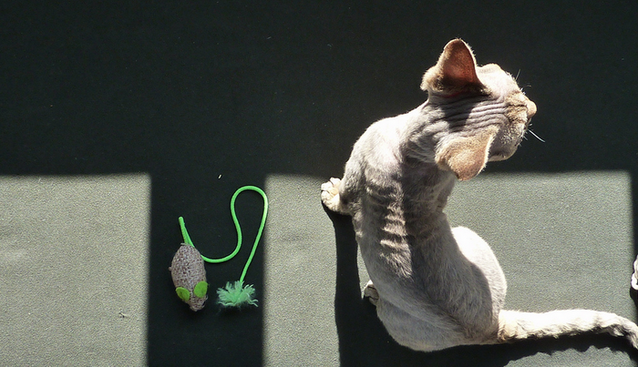 Devon Rex vue de dessus