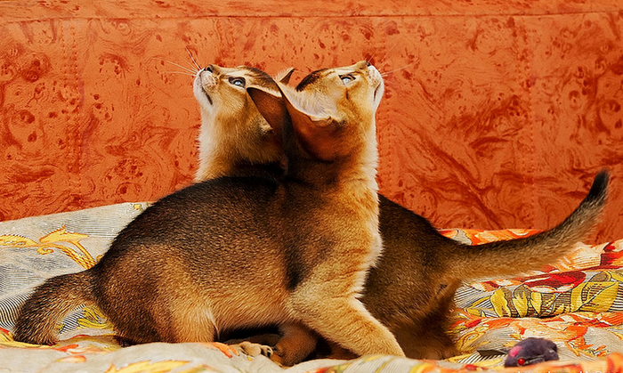 chatons abyssins