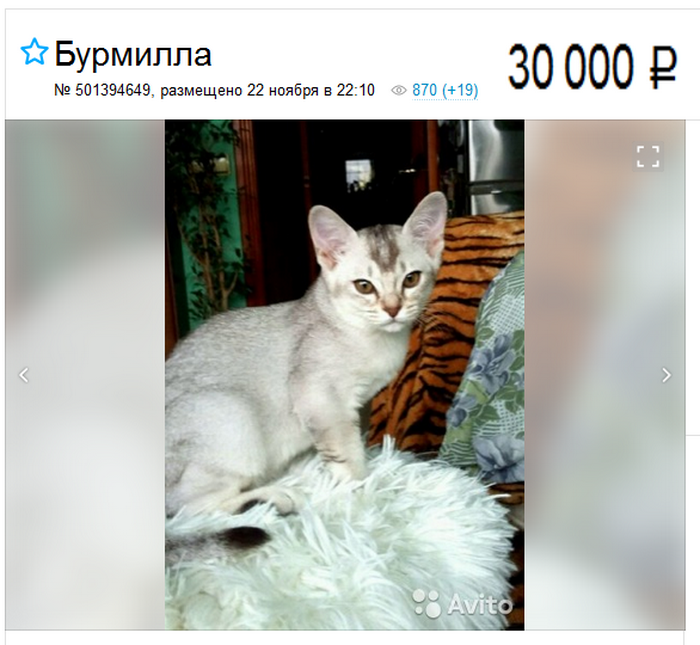 Prix d'un chaton Burmilla