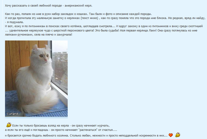 Avis sur American Curl