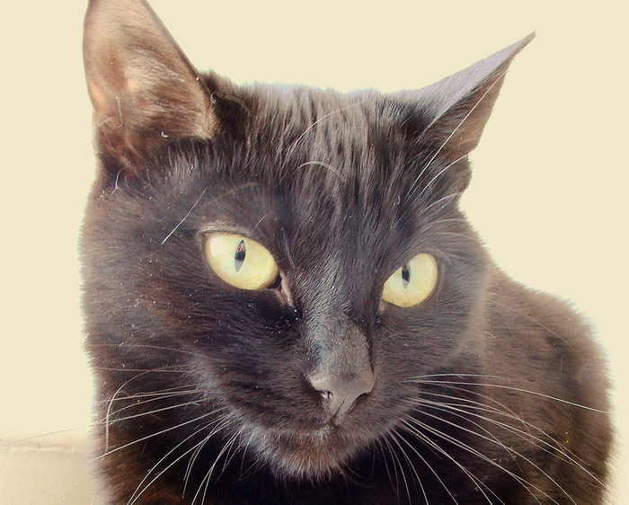 Gros plan d'un chat chocolat de York