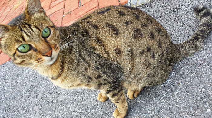 Photo d'un chat californien à paillettes en extérieur