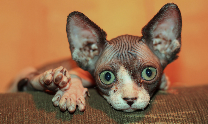 Gros plan d'un sphynx canadien