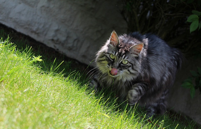 Bobtail des Kouriles dans l'herbe