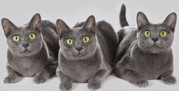 3 chats Korat