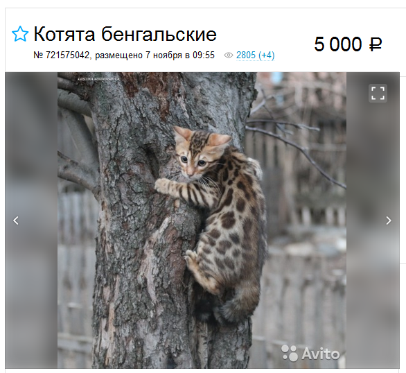 chaton du Bengale pas cher