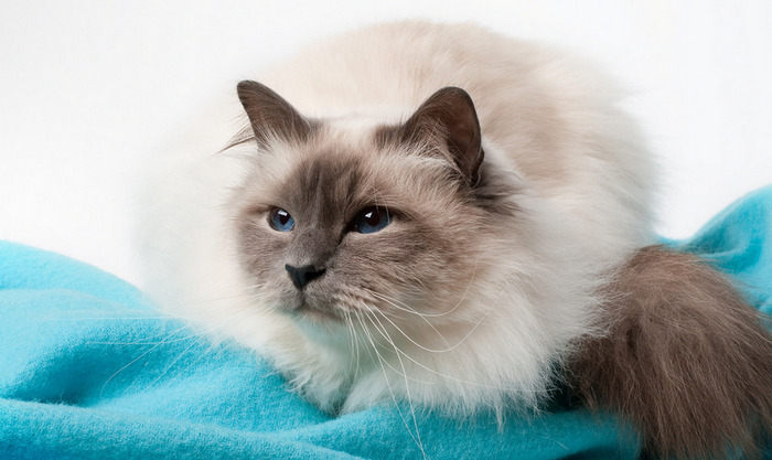 Photo sacrée birmane