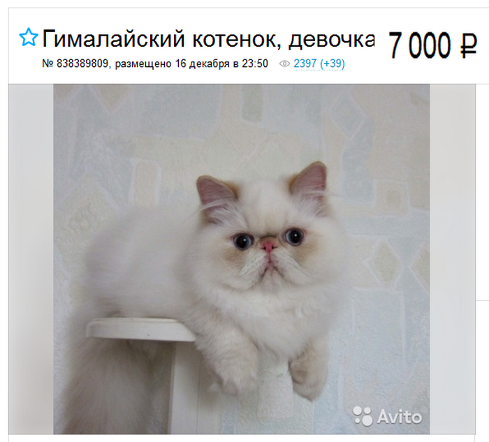 prix d'un chat himalayen