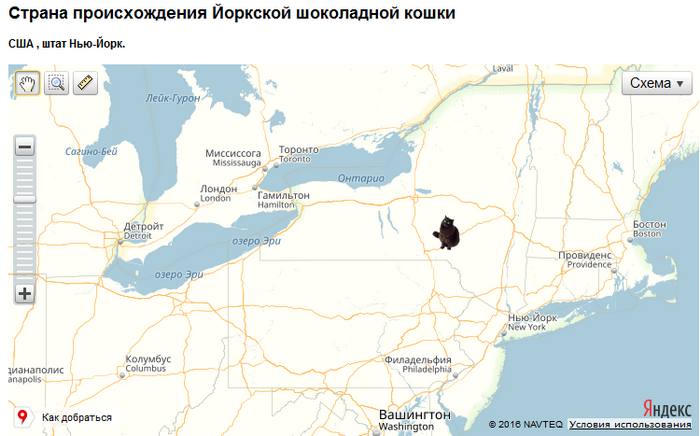 Pays d'origine du chat York Chocolate
