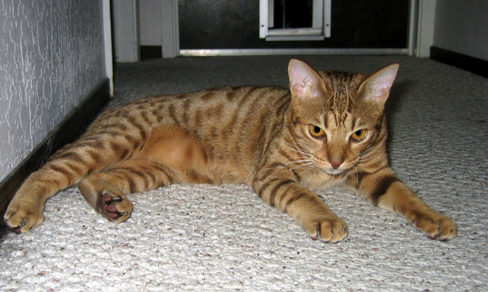 Chat pailleté de Californie couché