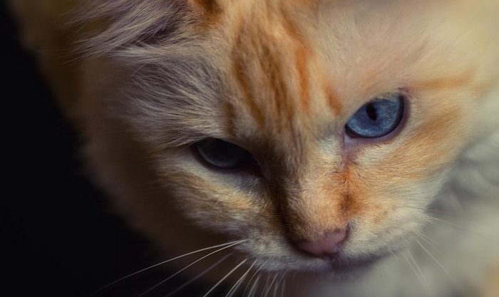 Chat birman à la robe rousse