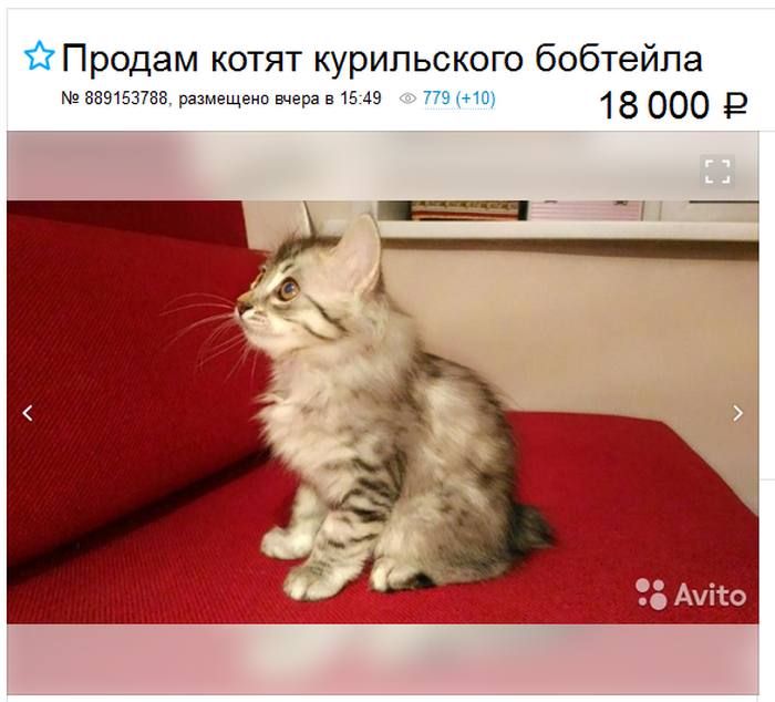 Chatons Bobtail des Kouriles à vendre