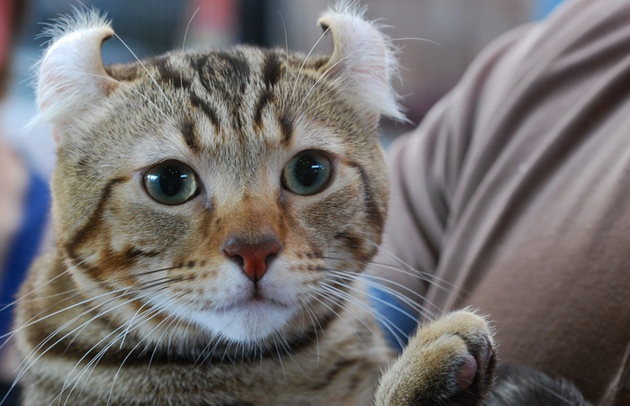 American Curl avec des oreilles incurvées