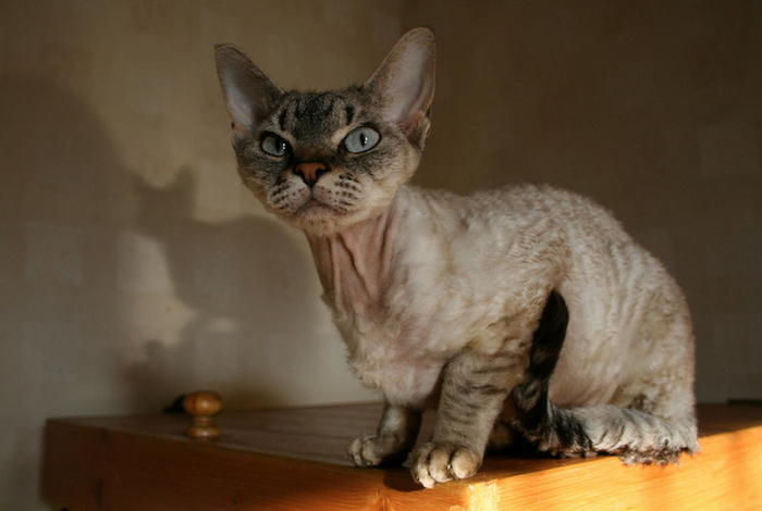 Devon Rex