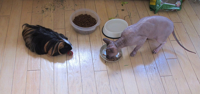 Un Don Sphynx et un cochon d'Inde sur cette photo