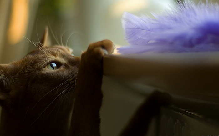 Chat abyssin sur la photo