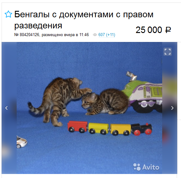 prix d'un chat du Bengale