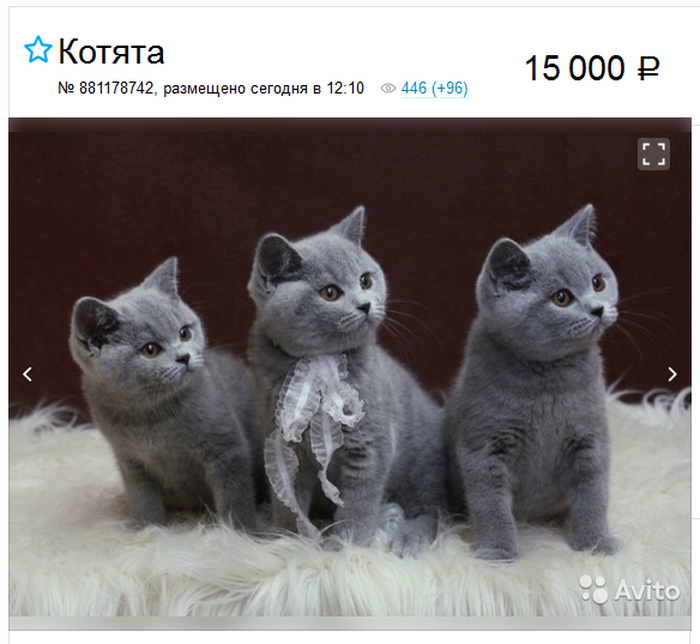 Chatons British Shorthair - prix