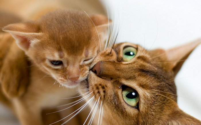 Chat et chaton abyssins