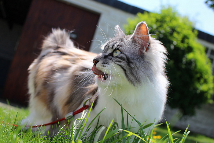 Bobtail des Kouriles