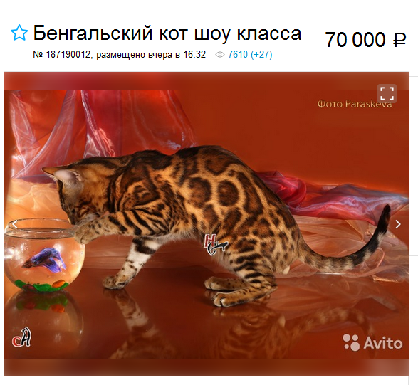 Le prix d'un chat du Bengale de race pure.