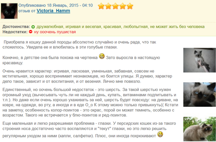 Avis sur le chat himalayen