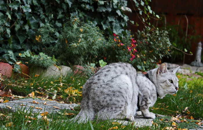 Mau égyptien en promenade