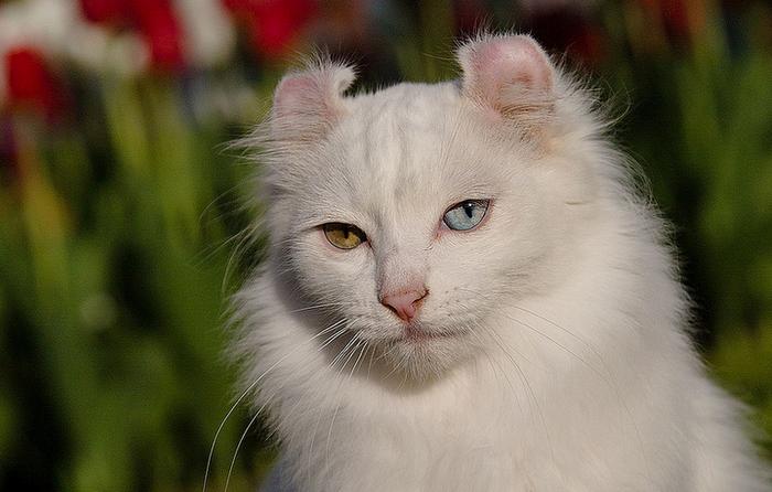 American Curl sur la photo