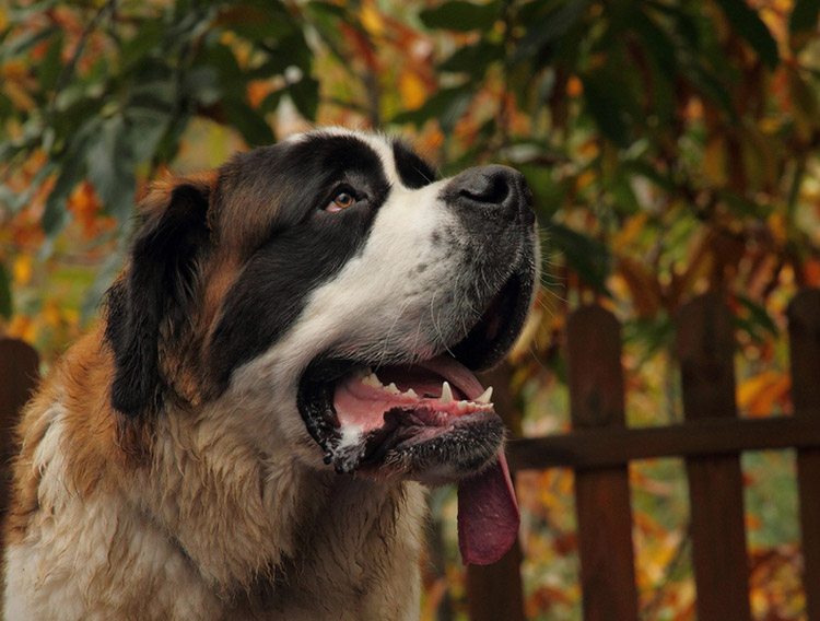 chien Saint-Bernard