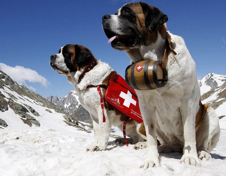 photo de chien de race Saint-Bernard