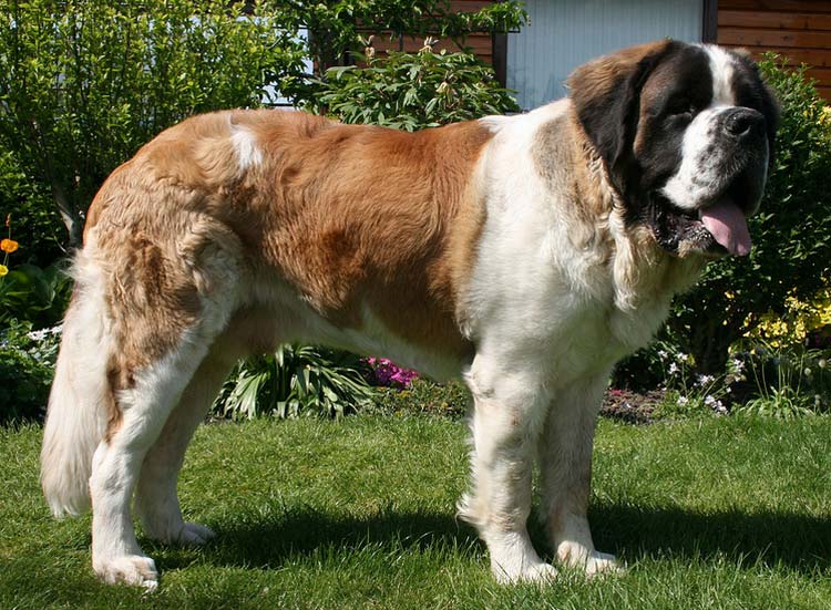 À quoi ressemble un Saint-Bernard ?