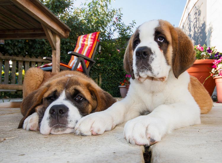 chiots Saint-Bernard