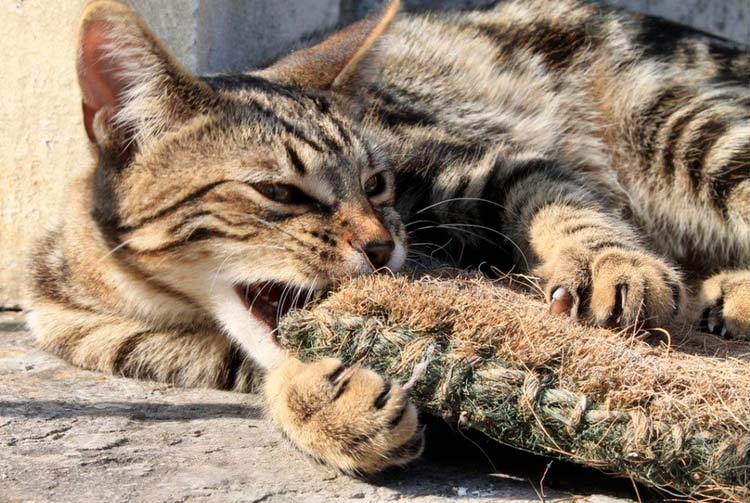 race de chat du Serengeti