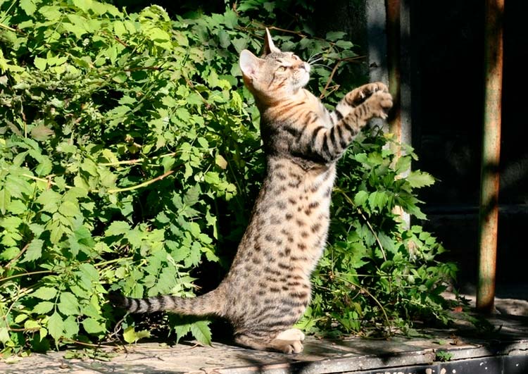 Serengeti se promène dans la rue