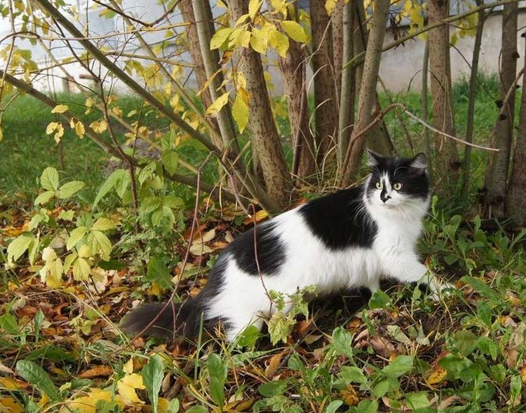 Un chat sibérien se promène