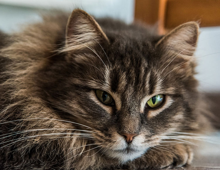 de magnifiques photos de chats sibériens