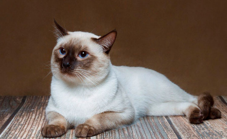 Chat thaï colourpoint