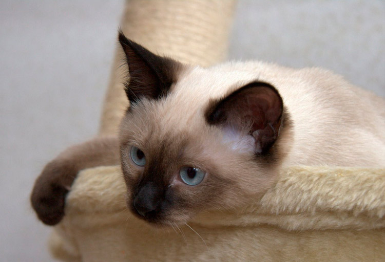 Chat thaïlandais à la maison