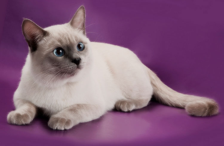race de chat thaïlandaise
