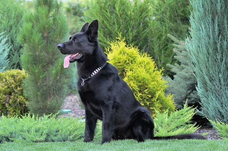 Berger noir d'Europe de l'Est