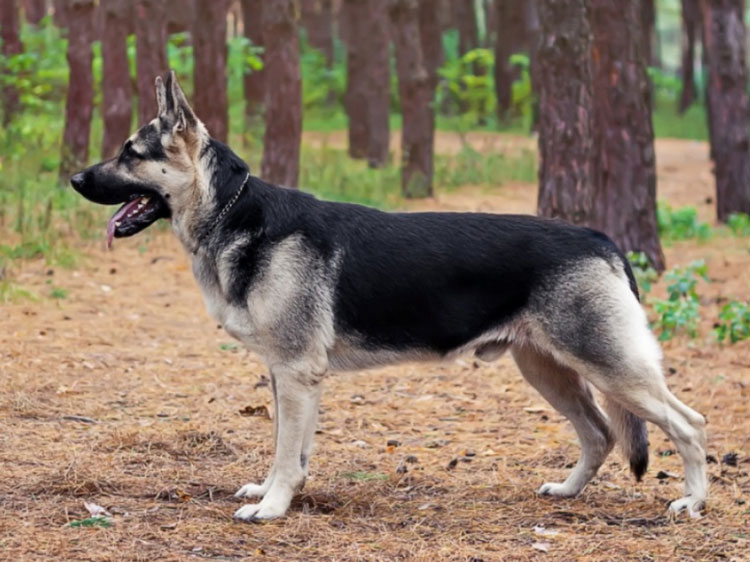 Berger d'Europe de l'Est dans la forêt